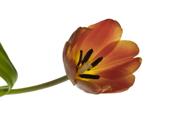 An orange tulip